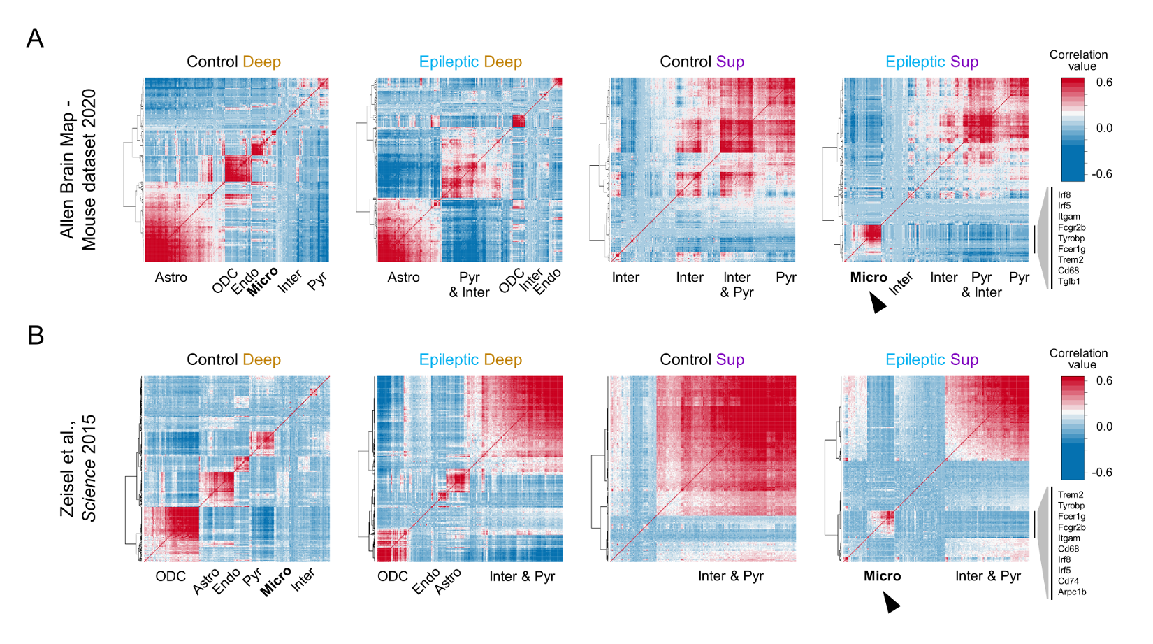Microglia subpopulations underlie the transcriptional signature of superficial CA1 sublayer in epilepsy